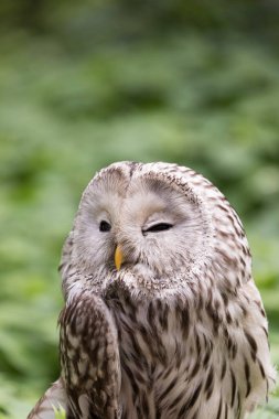 Yaz ormanında Ural baykuşu (Strix uralensis)