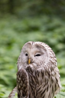 Yaz ormanında Ural baykuşu (Strix uralensis)