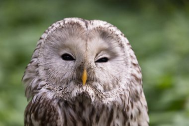 Yaz ormanında Ural baykuşu (Strix uralensis)