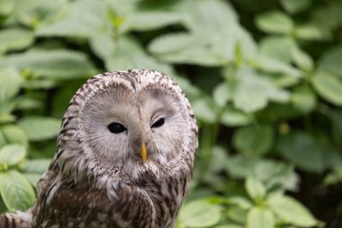 Ural owl in summer forest (Strix uralensis) clipart