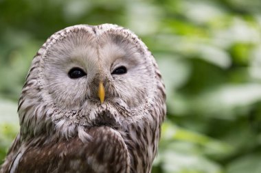 Yaz ormanında Ural baykuşu (Strix uralensis)