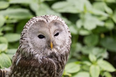 Yaz ormanında Ural baykuşu (Strix uralensis)