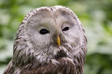 Yaz ormanında Ural baykuşu (Strix uralensis)