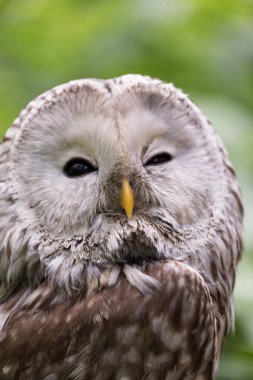 Ural owl in summer forest (Strix uralensis) clipart