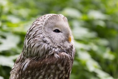 Yaz ormanında Ural baykuşu (Strix uralensis)