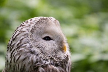 Yaz ormanında Ural baykuşu (Strix uralensis)