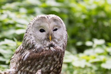 Yaz ormanında Ural baykuşu (Strix uralensis)