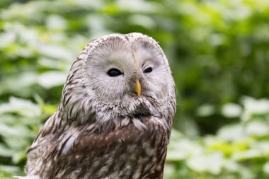 Yaz ormanında Ural baykuşu (Strix uralensis)