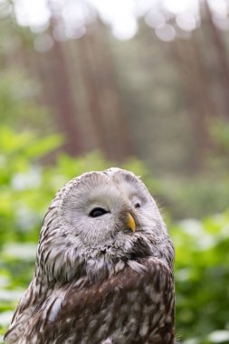 Yaz ormanında Ural baykuşu (Strix uralensis)