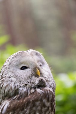 Yaz ormanında Ural baykuşu (Strix uralensis)