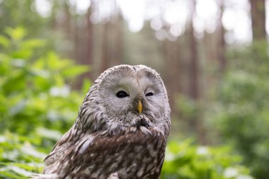 Yaz ormanında Ural baykuşu (Strix uralensis)