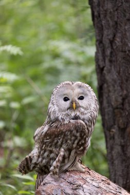 Yaz ormanında Ural baykuşu (Strix uralensis)