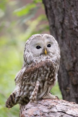 Yaz ormanında Ural baykuşu (Strix uralensis)