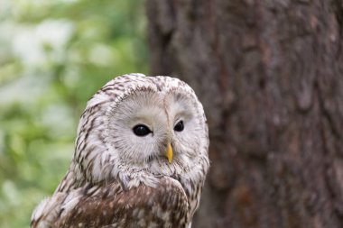 Yaz ormanında Ural baykuşu (Strix uralensis)