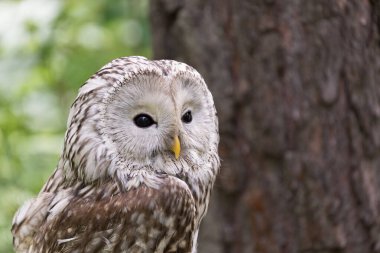 Yaz ormanında Ural baykuşu (Strix uralensis)