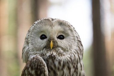 Yaz ormanında Ural baykuşu (Strix uralensis)