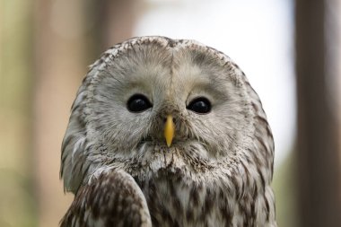 Yaz ormanında Ural baykuşu (Strix uralensis)