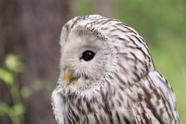 Yaz ormanında Ural baykuşu (Strix uralensis)