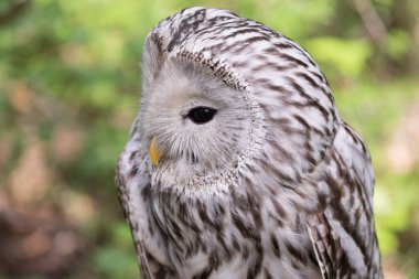 Yaz ormanında Ural baykuşu (Strix uralensis)