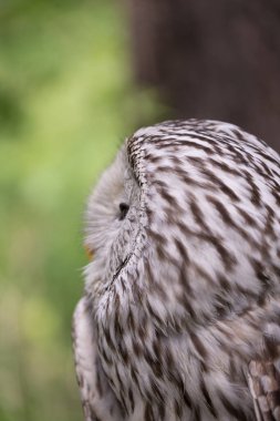 Yaz ormanında Ural baykuşu (Strix uralensis)