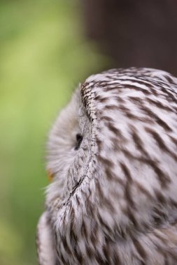 Yaz ormanında Ural baykuşu (Strix uralensis)