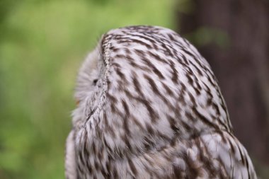 Yaz ormanında Ural baykuşu (Strix uralensis)