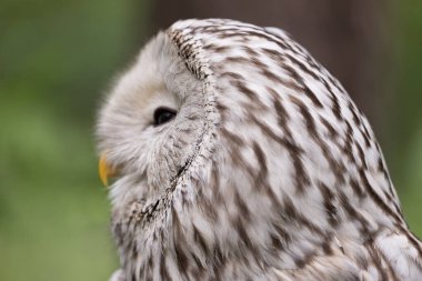 Yaz ormanında Ural baykuşu (Strix uralensis)