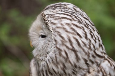 Yaz ormanında Ural baykuşu (Strix uralensis)