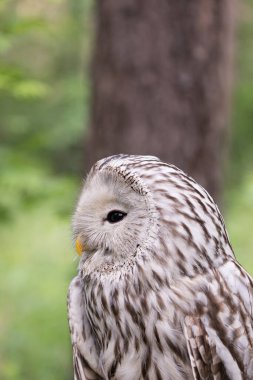 Yaz ormanında Ural baykuşu (Strix uralensis)