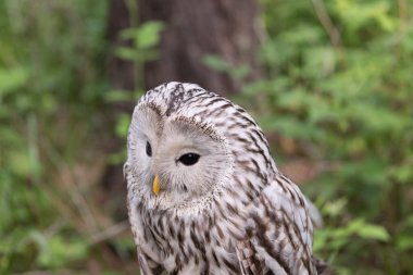 Yaz ormanında Ural baykuşu (Strix uralensis)