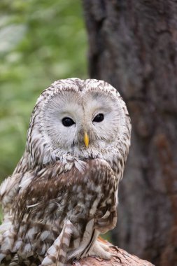 Yaz ormanında Ural baykuşu (Strix uralensis)