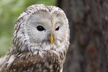 Yaz ormanında Ural baykuşu (Strix uralensis)