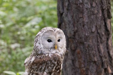 Yaz ormanında Ural baykuşu (Strix uralensis)