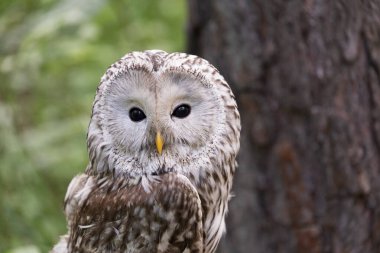 Yaz ormanında Ural baykuşu (Strix uralensis)