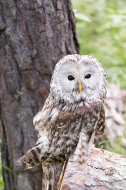 Yaz ormanında Ural baykuşu (Strix uralensis)