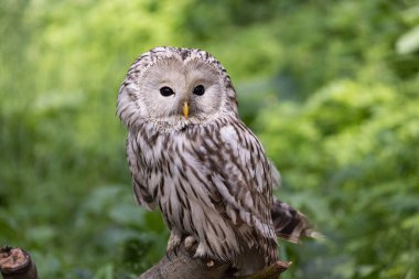 Yaz ormanında Ural baykuşu (Strix uralensis)