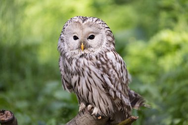 Yaz ormanında Ural baykuşu (Strix uralensis)