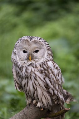 Yaz ormanında Ural baykuşu (Strix uralensis)