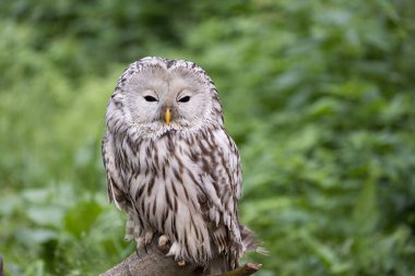 Yaz ormanında Ural baykuşu (Strix uralensis)