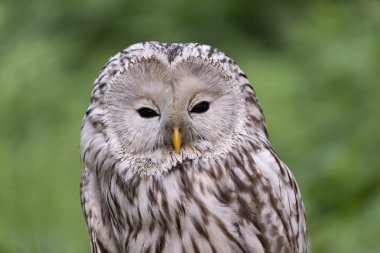 Yaz ormanında Ural baykuşu (Strix uralensis)