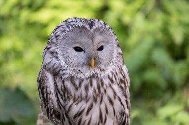 Yaz ormanında Ural baykuşu (Strix uralensis)