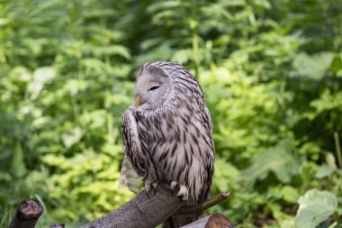 Yaz ormanında Ural baykuşu (Strix uralensis)