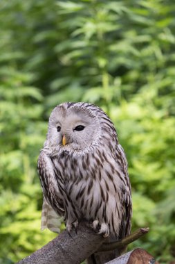 Yaz ormanında Ural baykuşu (Strix uralensis)