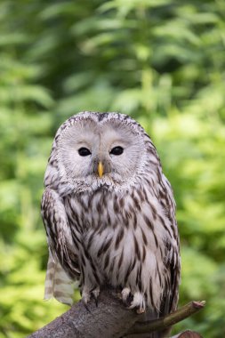 Yaz ormanında Ural baykuşu (Strix uralensis)