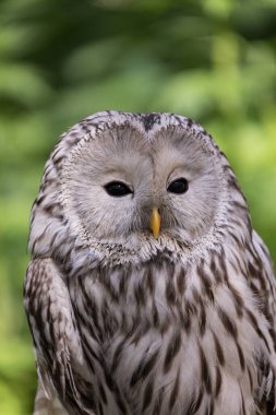 Yaz ormanında Ural baykuşu (Strix uralensis)