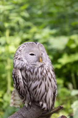 Yaz ormanında Ural baykuşu (Strix uralensis)