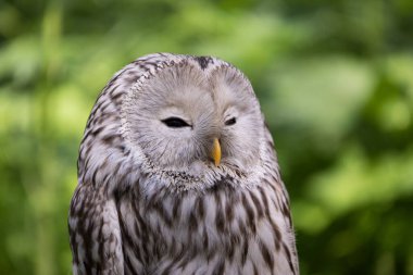 Yaz ormanında Ural baykuşu (Strix uralensis)