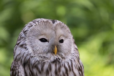 Yaz ormanında Ural baykuşu (Strix uralensis)