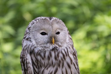 Yaz ormanında Ural baykuşu (Strix uralensis)