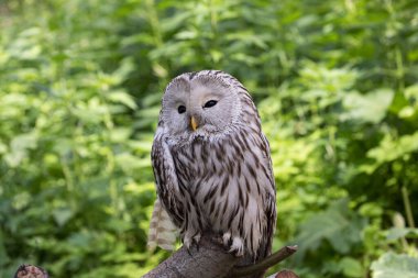 Yaz ormanında Ural baykuşu (Strix uralensis)